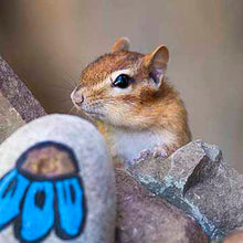 Nutmeg the Chipmunk Fun Facts for (6+) kids