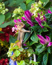 Nutmeg the Chipmunk Fun Facts for (6+) kids
