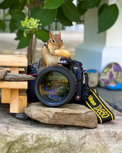 Book: My Life is Nuts! A Chipmunks Tale